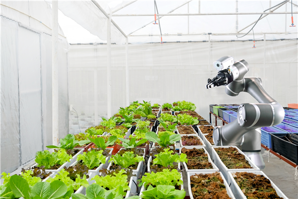 Robotic in agriculture futuristic concept,Agriculture technology and Farm automation agriculture Manufacturing Automation Solutions
